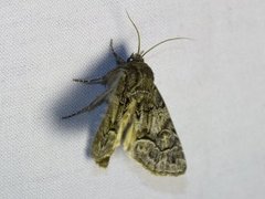 Thalpophila matura (Strandfly)