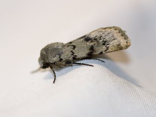 Epipsilia grisescens (Lyst klippefly)