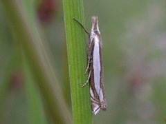 Crambus pascuella (Grass-veneer)
