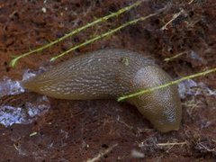 Slender Slug (Malacolimax tenellus)