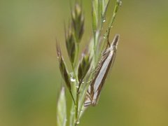 Crambus pascuella (Grass-veneer)