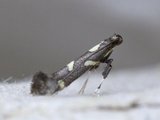 Calybites phasianipennella (Little Slender)