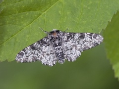 Biston betularia (Bjørkelurvemåler)