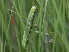 Xylena vetusta (Red Sword-grass)
