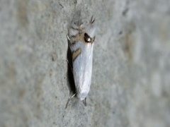 Leucoptera laburnella