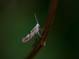 Argyresthia pruniella (Cherry Fruit Moth)