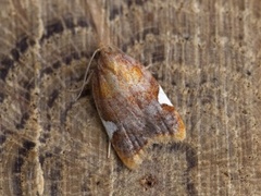 Acleris holmiana (White-triangle Button)