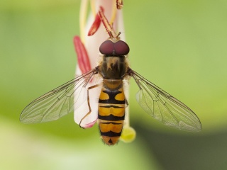 Episyrphus balteatus (Dobbeltbåndet blomsterflue)