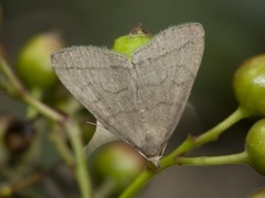 Herminia tarsipennalis (Gråbrunt viftefly)