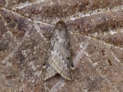 Alsophila aescularia (March Moth)