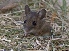 Wood mouse (Apodemus sylvaticus)