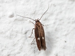 Mompha langiella (Clouded Cosmet)