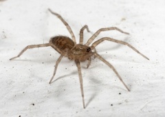 Domestic House Spider (Tegenaria domestica)