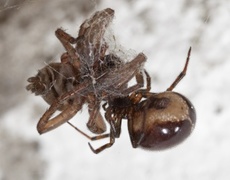 Rabbit Hutch Spider (Steatoda bipunctata)