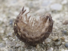 Common Shiny Woodlouse (Oniscus asellus)