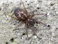 Lace-weaver Spider (Amaurobius similis)