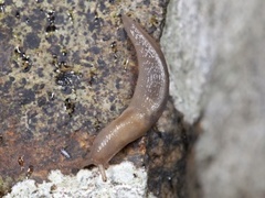 Tree Slug (Lehmannia marginata)