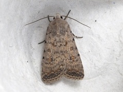 Caradrina clavipalpis (Pale Mottled Willow)