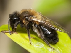 Andrena carantonica (Hawthorn Bee)