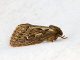Korscheltellus fusconebulosa (Bregneroteter)