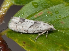 Epinotia bilunana (Hvit kveldvikler)