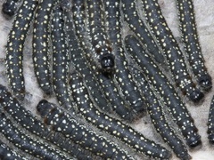 Eriogaster arbusculae