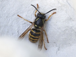 Dolichovespula saxonica (Saxon Wasp)