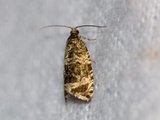 Celypha lacunana (Common Marble)