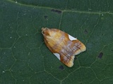 Acleris holmiana (White-triangle Button)