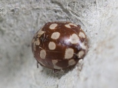 Myrrha octodecimguttata (Eighteen-spotted Ladybird)