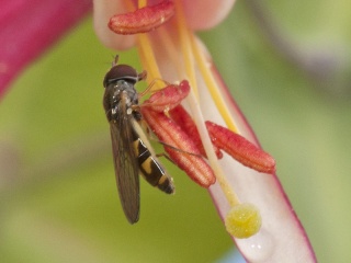 Melanostoma scalare (Chequered Hoverfly)