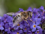 Eristalis pertinax (Tapered Drone Fly)