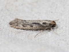 Tinea pallescentella (Large Pale Clothes Moth)