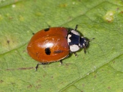 Adalia bipunctata (Two-spot Ladybird)
