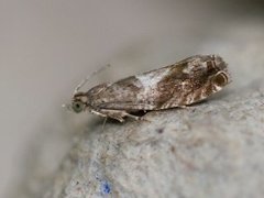 Epinotia immundana (Brun kveldvikler)