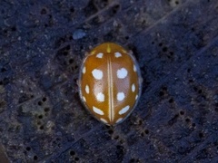 Halyzia sedecimguttata (Orange Ladybird)