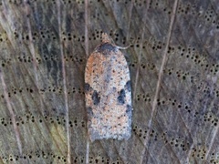 Acleris notana (Rusty Birch Button)