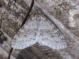 Trichopteryx carpinata (Bjørketungemåler)