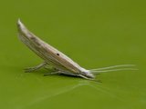 Ypsolopha nemorella (Hooked Smudge)