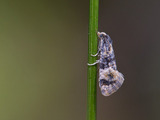 Cochylis nana (Dvergpraktvikler)