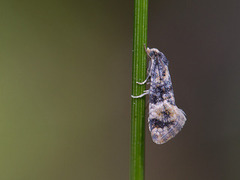 Cochylis nana (Dvergpraktvikler)