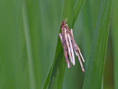 Psychidae (Bagworm Moths)