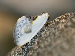 Cilix glaucata (Slåpetornsigdvinge)