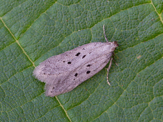Athrips mouffetella (Dotted Grey Groundling)