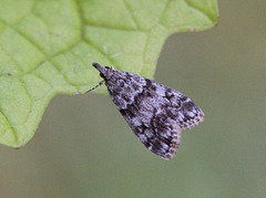 Eudonia lacustrata (Little Grey)