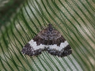 Spargania luctuata (White-banded Carpet)