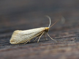 Nematopogon swammerdamella (Large Long-horn)
