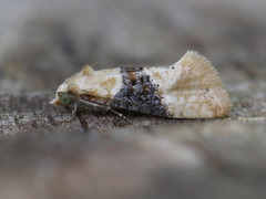 Eupoecilia ambiguella (Vine Moth)