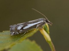 Crambus alienellus (Myrnebbmott)