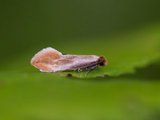 Tinea semifulvella (Fulvous Clothes Moth)